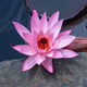 Close Up Pink Lotus Flower Blooming (Nelumbo nucifera) Beside the Rock Close Up Pink Lotus Flower Blooming (Nelumbo nucifera) Beside the Rock - PhotoDune Item for Sale