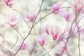 Magnolia Magnolia - PhotoDune Item for Sale