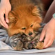Breeder with beautiful spitz with its puppies Breeder with beautiful spitz with its puppies - PhotoDune Item for Sale
