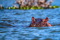 Close hippo or Hippopotamus amphibius in water Close hippo or Hippopotamus amphibius in water - PhotoDune Item for Sale