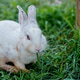 cute domestic rabbits sitting together on the ground cute domestic rabbits sitting together on the ground - PhotoDune Item for Sale