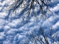 Winter blue sky with patterned stratus clouds and trees naked branches viewed from below Winter blue sky with patterned stratus clouds and trees naked branches viewed from below - PhotoDune Item for Sale