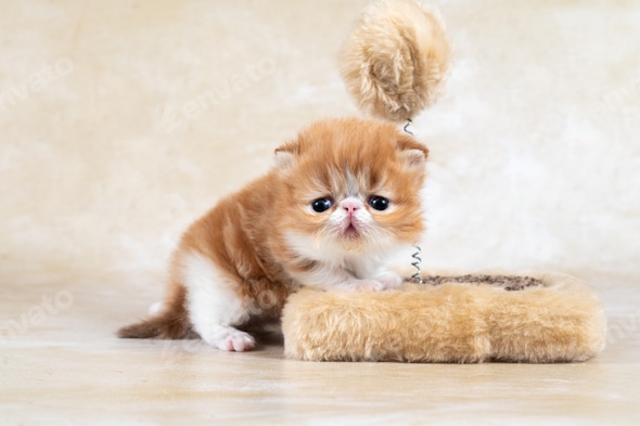 Teacup Persian Purebred Persian Kittens For Sale Small And Cute