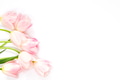Pink Tulips on White Background. Pink Tulips on White Background. - PhotoDune Item for Sale