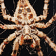 Macro close up spider on a web Macro close up spider on a web - PhotoDune Item for Sale