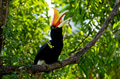 The rhinoceros hornbill (Buceros rhinoceros) is a large species of forest hornbill (Bucerotidae). The rhinoceros hornbill (Buceros rhinoceros) is a large species of forest hornbill (Bucerotidae). - PhotoDune Item for Sale