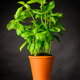 Basil Herb Growing in Pottery Pot Basil Herb Growing in Pottery Pot - PhotoDune Item for Sale