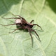 spider with egg packet sitting on green leaf spider with egg packet sitting on green leaf - PhotoDune Item for Sale