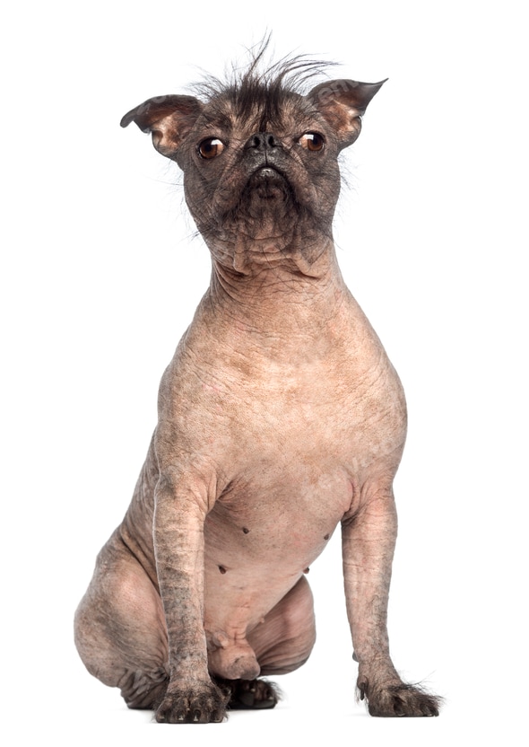 Chinese Crested Weird Crossbred Dogs 3+ Thousand Chinese Hairless
