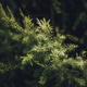 Leaves of Revolution Gold or Black Tea Tree (Melaleuca bracteata F ...