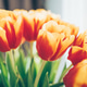 Orange and red tulips blossoming in bright spring light Orange and red tulips blossoming in bright spring light - PhotoDune Item for Sale