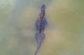 Aerial view of an American Alligator Aerial view of an American Alligator - PhotoDune Item for Sale