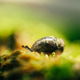 Snail life Snail life - PhotoDune Item for Sale