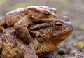 Common toads in the course of the copulation.View from the side Common toads in the course of the copulation.View from the side - PhotoDune Item for Sale