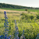 Blue flowers Blue flowers - PhotoDune Item for Sale