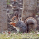 Squirrel looking for food in spring. Squirrel looking for food in spring. - PhotoDune Item for Sale