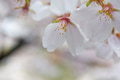 A close-up petal of cherry blossom (sakura) flower A close-up petal of cherry blossom (sakura) flower - PhotoDune Item for Sale