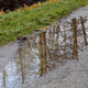 Upside Down Trees in a Puddle Upside Down Trees in a Puddle - PhotoDune Item for Sale