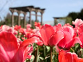 Low angle view of natural textured red tulips flowers in the garden during spring season. Low angle view of natural textured red tulips flowers in the garden during spring season. - PhotoDune Item for Sale