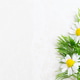 Chamomile Flowers with Copy Space Chamomile Flowers with Copy Space - PhotoDune Item for Sale