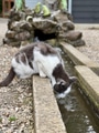Thirsty grey and white cat drinks from a small stream Thirsty grey and white cat drinks from a small stream - PhotoDune Item for Sale