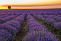 blooming lavender blooming lavender - PhotoDune Item for Sale