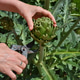 Organic green artichoke being harvested Organic green artichoke being harvested - PhotoDune Item for Sale