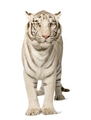 White Tiger (3 years) White Tiger (3 years) - PhotoDune Item for Sale