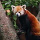 Red Panda in a tree at the Indianapolis Zoo Red Panda in a tree at the Indianapolis Zoo - PhotoDune Item for Sale