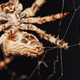 Macro close up spider on a web Macro close up spider on a web - PhotoDune Item for Sale