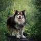 Portrait of a Finnish Lapphund dog Portrait of a Finnish Lapphund dog - PhotoDune Item for Sale
