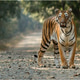 Tigress Portrait Tigress Portrait - PhotoDune Item for Sale