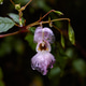 Tiny and Beautiful Purple Flower Tiny and Beautiful Purple Flower - PhotoDune Item for Sale