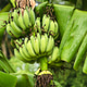 Namwa banana is an easy-to-grow banana, grows fast, and produces fruit all year round. Namwa banana is an easy-to-grow banana, grows fast, and produces fruit all year round. - PhotoDune Item for Sale