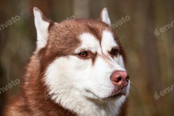 Siberian Husky Eye Color Siberian Husky Dog Portrait With Brown