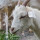 A close-up of the head of a young goat with horns eating grass A close-up of the head of a young goat with horns eating grass - PhotoDune Item for Sale