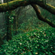 Lush tropical forest scenery. Lush tropical forest scenery. - PhotoDune Item for Sale