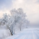 Snowy Country Road Lined With Frosted Trees in Morning Haze Snowy Country Road Lined With Frosted Trees in Morning Haze - PhotoDune Item for Sale