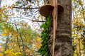 Big polypore mushroom on the stem of poplar tree Big polypore mushroom on the stem of poplar tree - PhotoDune Item for Sale