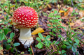 Single mushroom of Amanita Muscaria or fly agaric in forest Single mushroom of Amanita Muscaria or fly agaric in forest - PhotoDune Item for Sale