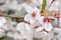 A close-up of cherry blossom (sakura) flower A close-up of cherry blossom (sakura) flower - PhotoDune Item for Sale
