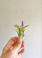 Hand holding Tillandsia Ionatha with flower Hand holding Tillandsia Ionatha with flower - PhotoDune Item for Sale