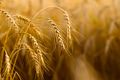 Spikes of ripe rye on a summer evening Spikes of ripe rye on a summer evening - PhotoDune Item for Sale