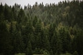Evergreen pine forest in Norway Evergreen pine forest in Norway - PhotoDune Item for Sale