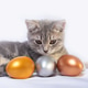 A small gray striped kitten is playing with colored colored eggs. Easter with pets A small gray striped kitten is playing with colored colored eggs. Easter with pets - PhotoDune Item for Sale