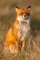 Red fox (Vulpes vulpes) sitting on hind legs Red fox (Vulpes vulpes) sitting on hind legs - PhotoDune Item for Sale