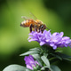 Bee in purple flower Bee in purple flower - PhotoDune Item for Sale