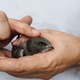 Close up of a human hand cradling a swift bird calmly showing nature care and kindness Close up of a human hand cradling a swift bird calmly showing nature care and kindness - PhotoDune Item for Sale