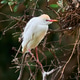 Portrait of Cattle Egret with breeding plumage Portrait of Cattle Egret with breeding plumage - PhotoDune Item for Sale