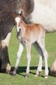 new foal new foal - PhotoDune Item for Sale